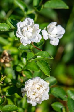 Rose flowers growing in nature close-up.