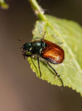 Renkli bir böcek bir yaprağın üzerinde dinleniyor. Böceğin yeşil ve kahverengi bir vücudu, kahverengi bir kafası ve bacakları vardır. Yeşil bir yaprağın üzerinde duruyor ve bazı damarları görülebilir. Huzur dolu bir sahne.