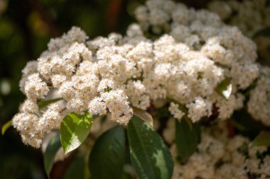 Yeşil yapraklı bir demet beyaz çiçek. Çiçekler çok küçük ve bitkinin her tarafına dağılmış.