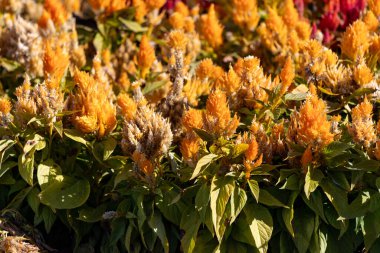 Kahverengi saplı bir demet sarı çiçek. Çiçekler bir tarlada ve tamamen çiçek açmış.