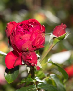 Arka planda birkaç gül daha olan kırmızı bir gül. Gül, görüntünün ana odak noktasıdır.