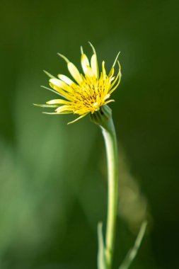 A yellow flower with brown spots is the main focus of the image. The flower is standing tall and is surrounded by green grass. The image has a serene and peaceful mood