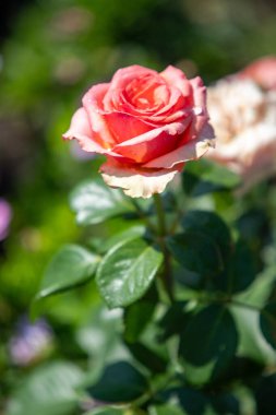 Rose flowers growing in nature close-up.
