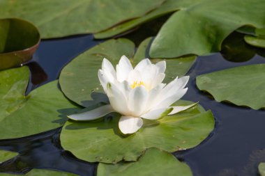 Beyaz bir çiçek gölette yüzüyor. Gölet yeşil yapraklarla çevrilidir. Çiçek, görüntünün ana odak noktasıdır ve sahnenin en güzel ve canlı bölümüdür.