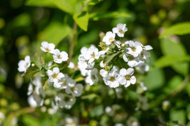 White flowers of fruit plants in nature in spring.