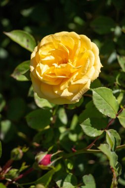 A yellow flower is in the foreground of a green bush. The flower is the main focus of the image and it is surrounded by leaves