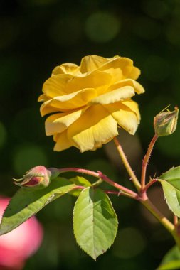 A yellow flower is in the foreground of a green bush. The flower is the main focus of the image and it is surrounded by leaves