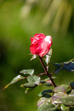Görüntünün odak noktası tek bir kırmızı gül. Gül yeşil yapraklarla çevrilidir, bu da sahneye renk ve kontrastı ekler.