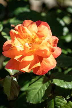 A bright orange flower with yellow centers sits in a green bush. The flower is surrounded by leaves and branches, and it is in full bloom. Concept of warmth and vibrancy