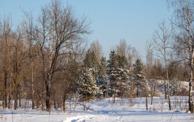 bushes and tree branches covered with snow, winter landscape close-up