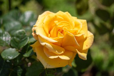 Bir bahçede sarı bir gül tam çiçekleniyor. Çiçek yeşil yapraklarla çevrilidir ve ilgi odağı konumundadır. Güzellik ve sükunet kavramı
