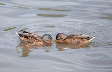 İki ördek bir su kütlesinde yüzüyor. Bir ördek diğerine bakıyor.
