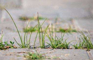 A patch of grass growing on a sidewalk. The grass is tall and green, and it is growing in the cracks of the sidewalk. The image has a peaceful and natural feel to it