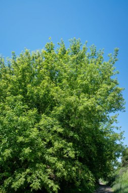 A tree with green leaves is in the middle of a field. The sky is blue and clear