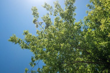 Yeşil yapraklı bir ağaç mavi bir gökyüzünün ortasındadır. Gökyüzü açık ve parlak, ve ağaç yapraklarla dolu.