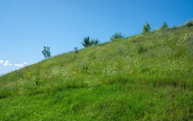 Yeşil çimenler ve ağaçlarla kaplı bir yamaç. Gökyüzü açık ve mavi. Huzurlu ve huzurlu bir sahne.