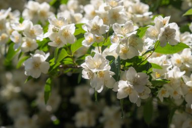 Bir sürü beyaz çiçeği olan büyük bir ağaç tam çiçeklenmiştir. Ağaç bir çitle çevrilidir ve güneşli bir bölgede yer almaktadır. Çiçekler açmanın çeşitli aşamalarında, bazıları tamamen açık.