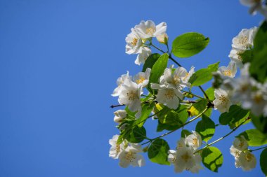 Bir sürü beyaz çiçeği olan büyük bir ağaç tam çiçeklenmiştir. Ağaç bir çitle çevrilidir ve güneşli bir bölgede yer almaktadır. Çiçekler açmanın çeşitli aşamalarında, bazıları tamamen açık.