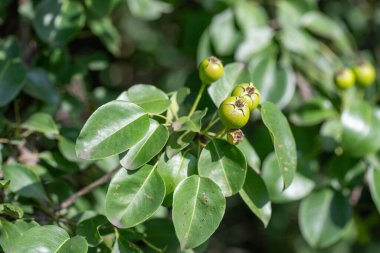 Yeşil yapraklı ve küçük yeşil meyveli bir ağaç. Meyveler bir araya toplanmış ve çok büyük değildir. Ağaç bir sürü yeşil yaprakla çevrili, bu da onu yemyeşil ve sağlıklı gösteriyor.