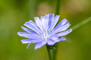 Yeşil saplı tek bir mor çiçek. Çiçek görüntünün odak noktasıdır. Çiçeğin rengi parlak ve canlı bir mavi tonudur. Sakinlik ve sükunet kavramı