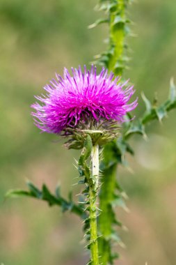 Yeşil saplı mor bir çiçek. Çiçek yeşil bir tarlanın ortasında. Çiçek çok küçük ve bir sürü yeşil yaprağı var.