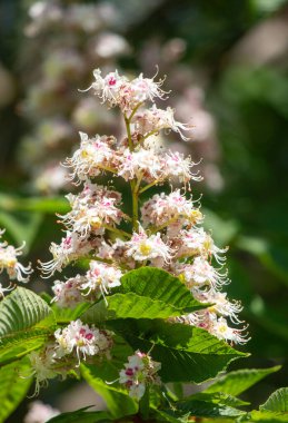 A cluster of white flowers with pink tips. The flowers are in full bloom and are surrounded by green leaves. Concept of beauty and freshness, as the flowers are vibrant and healthy