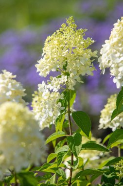A bunch of white flowers with green leaves are in a garden. The flowers are in full bloom and are surrounded by purple flowers. The garden has a peaceful and serene atmosphere