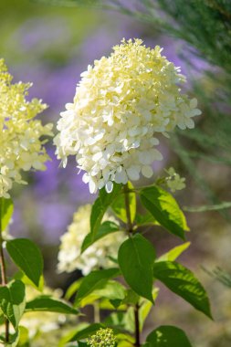 A white flower with green leaves is in the foreground. The flower is surrounded by purple flowers in the background