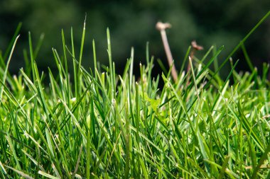 Birkaç kahverengi noktalı yemyeşil bir çim tarlası. Çimler uzun ve kahverengi noktalar tarlanın dört bir yanına dağılmış. Çimenler bakımlı olduğu için manzara huzurlu ve huzurlu.