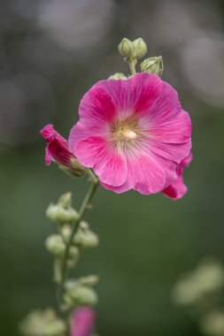 Yeşil saplı pembe bir çiçek. Çiçek görüntünün merkezindedir ve yeşil yapraklarla çevrilidir.