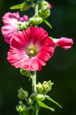Yeşil saplı kırmızı bir çiçek. Çiçek yeşil ve kahverengi bir sapın üzerinde.