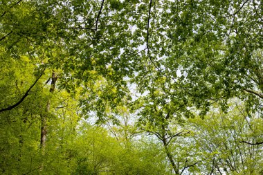Gökyüzü mavi ve ağaçlar yeşil. Ağaçlar uzun ve yapraklı. Gökyüzü açık ve güneş parlıyor.