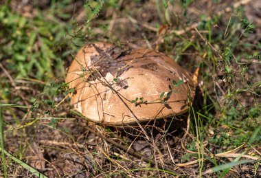 Bir tarlada yerde bir mantar oturuyor. Mantar kahverengidir ve hafif bulanık bir görüntüye sahiptir. Tarla otlarla ve yabani otlarla kaplı. Biraz vahşi ve evcilleştirilmemiş görünüyor.