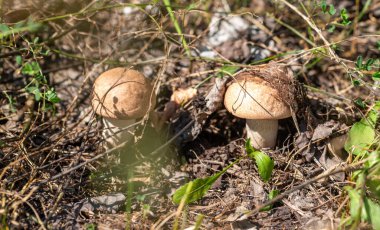 Çimenlerde iki mantar yetişiyor. Mantarlar kahverengi ve toprakta büyüyorlar. Mantarlar yeşil çimenler ve yapraklarla çevrili.