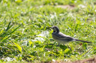 A small bird is walking through a field of grass. The bird is brown and white in color