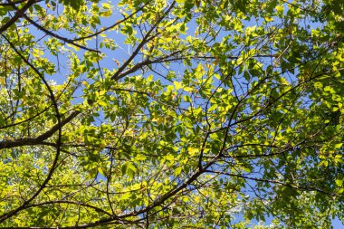 A tree with green leaves and a blue sky. The leaves are spread out and the sky is clear