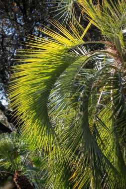 Uzun yapraklı bir gövdeye sahip bir palmiye ağacı mavi bir gökyüzünün önündedir. Palmiye ağacı görüntünün ana odak noktasıdır ve mavi gökyüzü bir zemin görevi görmektedir. Huzur ve rahatlama kavramı