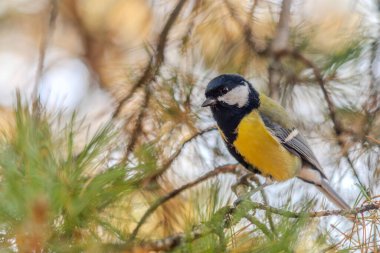 A small bird is perched on a tree branch. The bird is yellow and black, and it is looking down. The image has a peaceful and serene mood, as the bird is alone