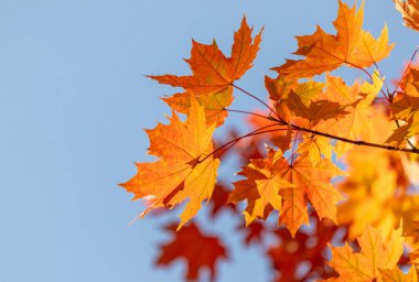 A tree branch with leaves that are orange and yellow. The leaves are hanging from the branch and the sky is blue