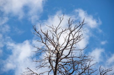 A tree with no leaves is standing in a blue sky. The sky is clear and bright, with no clouds in sight. The tree is bare and looks lonely, as if it has been stripped of all its life