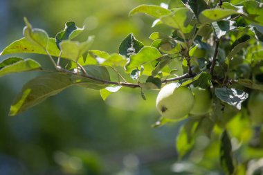 A tree with green leaves and two apples hanging from it. The apples are green and one is slightly bruised