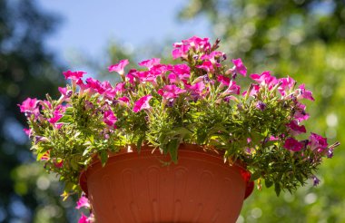 İçinde pembe çiçekler olan büyük pembe bir saksı. Çiçekler kırmızı bir tencerede ve güneşli bir yerdeler.