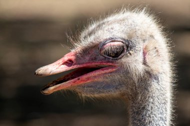 Kırmızı gagalı ve kırmızı gözlü bir bebek devekuşu. Kuş kameraya bakıyor.