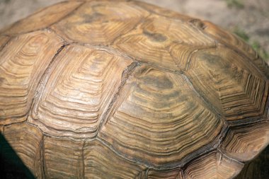 Kaplumbağa kabuğu yakın planda gösterilir. Kabuk kahverengi ve pürüzlü bir dokusu var.