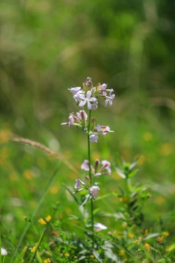 Çimen tarlasında tek bir çiçek duruyor. Çiçek beyazdır ve yeşil çimlerle çevrilidir. Çiçek yeşil arkaplana karşı durduğu için, resim huzurlu ve huzurlu bir ruh haline sahip.