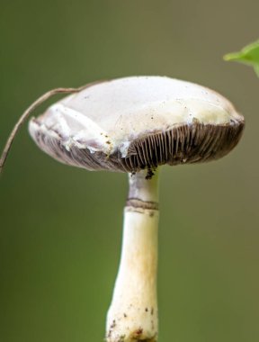 A mushroom with a brown stem and a white cap. The mushroom is on a green background. The mushroom is in the middle of the image