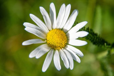 A white flower with yellow centers. The flower is in the foreground and the background is green. The flower is the main focus of the image