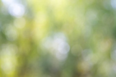 A blurry image of trees with green leaves and a yellow background. The image has a dreamy, ethereal quality to it