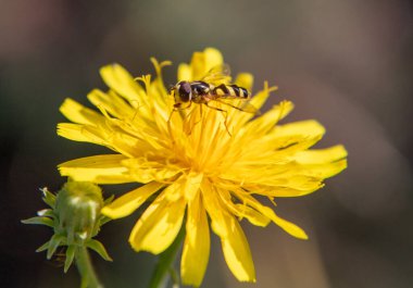 Üzerinde siyah ve sarı çizgili arı olan sarı bir çiçek. Arı çiçeğin üzerinde oturuyor ve güneşin sıcaklığından zevk alıyor gibi görünüyor. Çiçek küçük yeşil yapraklarla çevrilidir.