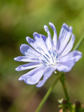 A flower with a blue center and white petals. The flower is in a field of green grass